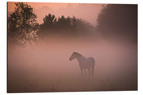 Aluminiumsbilde Horse in the mist