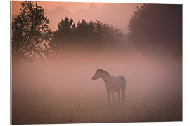 Gallery print Horse in the mist