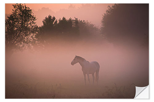 Naklejka na ścianę Horse in the mist