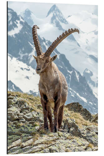 Aluminium print Alpine Ibex I