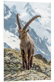 Foam board print Alpine Ibex I