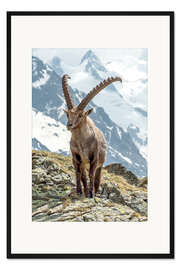 Gerahmter Kunstdruck Alpensteinbock I