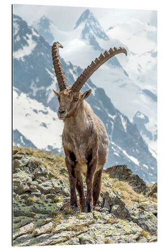 Gallery print Alpine Ibex I