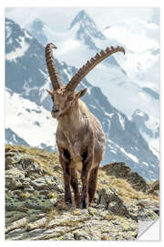 Wandsticker Alpensteinbock I