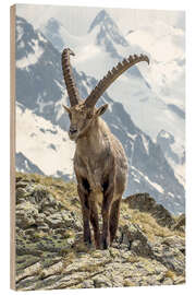 Hout print  Alpine Ibex I - Olaf Protze
