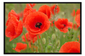 Gerahmter Kunstdruck Mohnphantasie