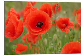 Magnettafel Mohnphantasie