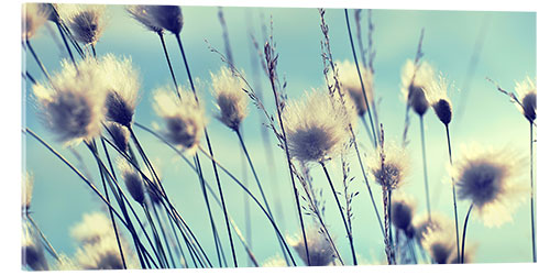 Acrylic print Dandelions Summertime