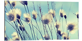 Aluminium print Dandelions Summertime