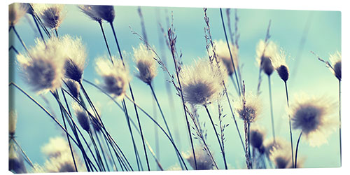 Canvas print Dandelions Summertime