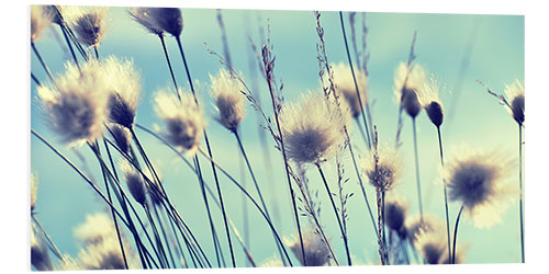 PVC print Dandelions Summertime