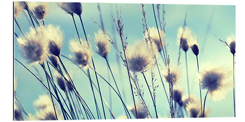 Gallery print Dandelions Summertime