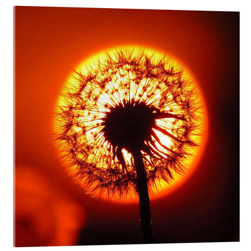 Acrylglasbild Pusteblume im Sonnenuntergang