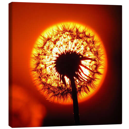 Stampa su tela Dandelion in red