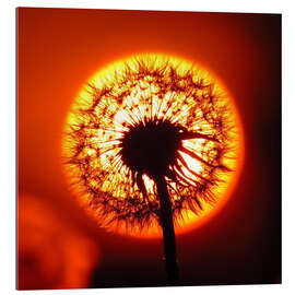 Gallery print Dandelion in red