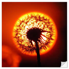 Selvklæbende plakat Dandelion in red