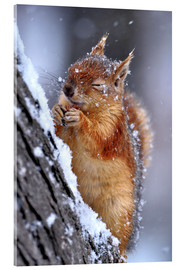 Akryylilasitaulu  Red squirrel in winter - Ervin Kobakçi