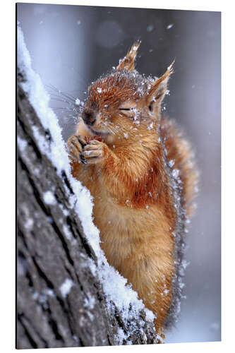 Aluminium print Red squirrel in winter