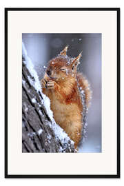 Gerahmter Kunstdruck Eichhörnchen im Winter