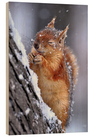 Wood print  Red squirrel in winter - Ervin Kobakçi