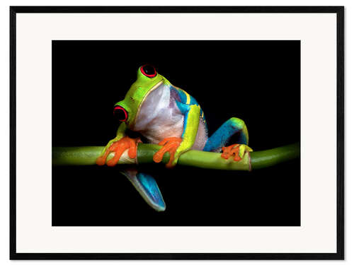 Gerahmter Kunstdruck Neugieriger Laubfrosch