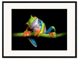 Framed art print Curiosity