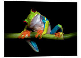 Magnettafel Neugieriger Laubfrosch