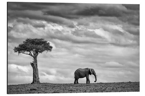 Quadro em alumínio Elephant Landscape