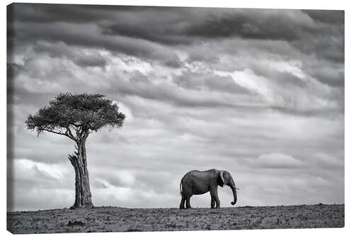 Lienzo Elephant Landscape