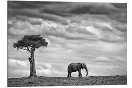 Cuadro de plexi-alu Elephant Landscape