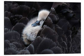 Magnettafel Pickaback