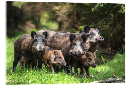 Akrylbilde Wild boar family