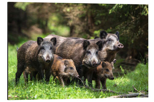 Aluminiumsbilde Wild boar family