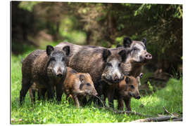 Gallery Print Wild boar family