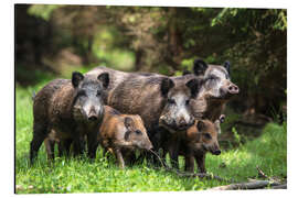 Magnettafel Wild boar family