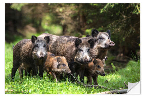 Vinilo para la pared Wild boar family