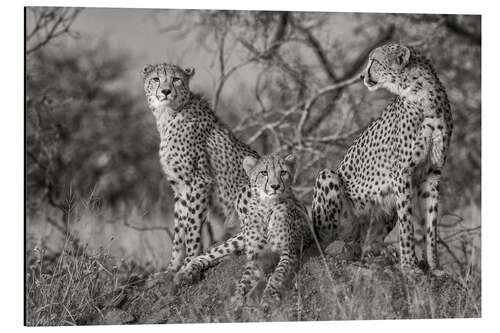 Aluminium print Three cats