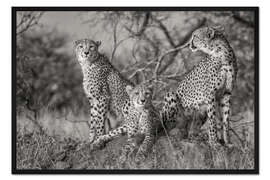 Gerahmter Kunstdruck Drei Wildkatzen