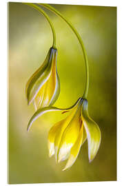 Acrylglasbild Tulipa