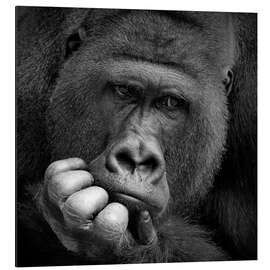 Aluminium print Thoughtful Gorilla