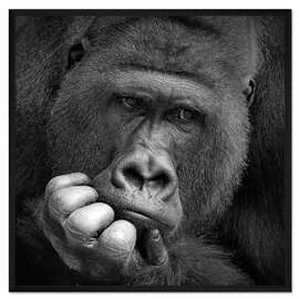 Gerahmter Kunstdruck Nachdenklicher Gorilla