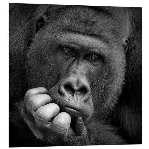 Quadro em PVC thoughtful gorilla