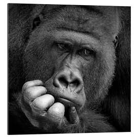 Quadro em plexi-alumínio thoughtful gorilla