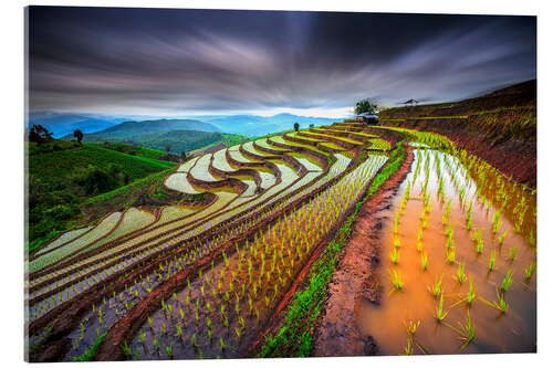 Akrylbilde clouded rice field