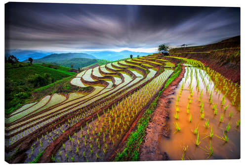 Canvas print clouded rice field