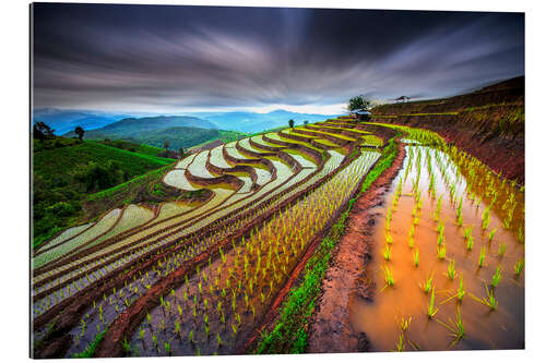 Gallery print clouded rice field