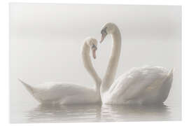 Foam board print Swan love forever