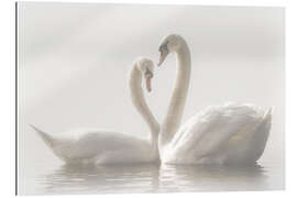 Stampa su plexi-alluminio Swan love forever