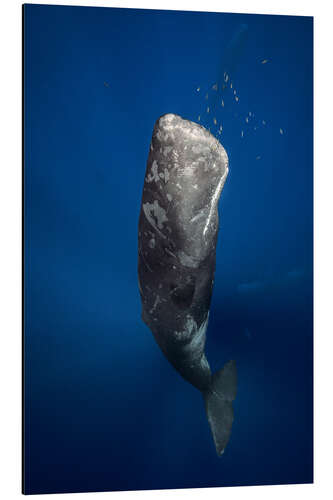 Aluminium print sperm whale