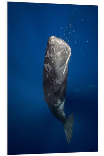 Foam board print sperm whale